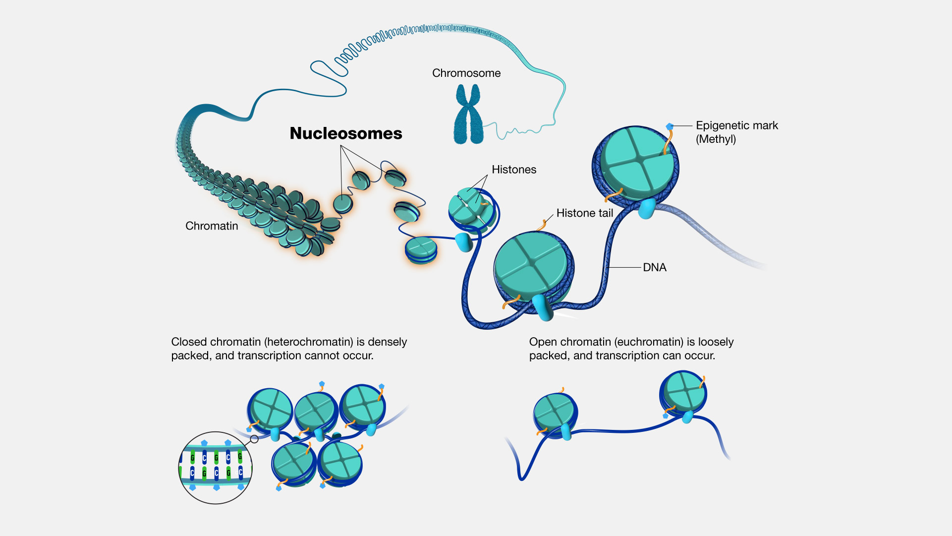  Nucleosome