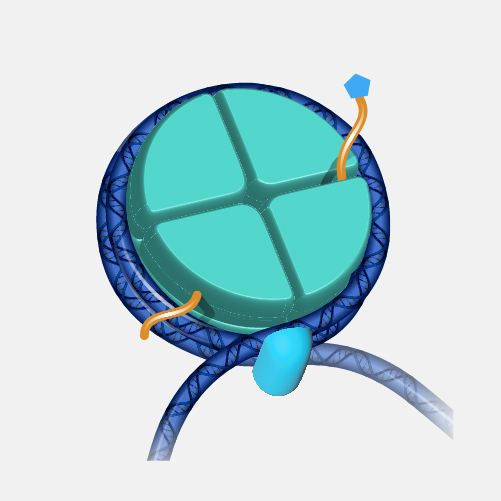 Nucleosome_dyn