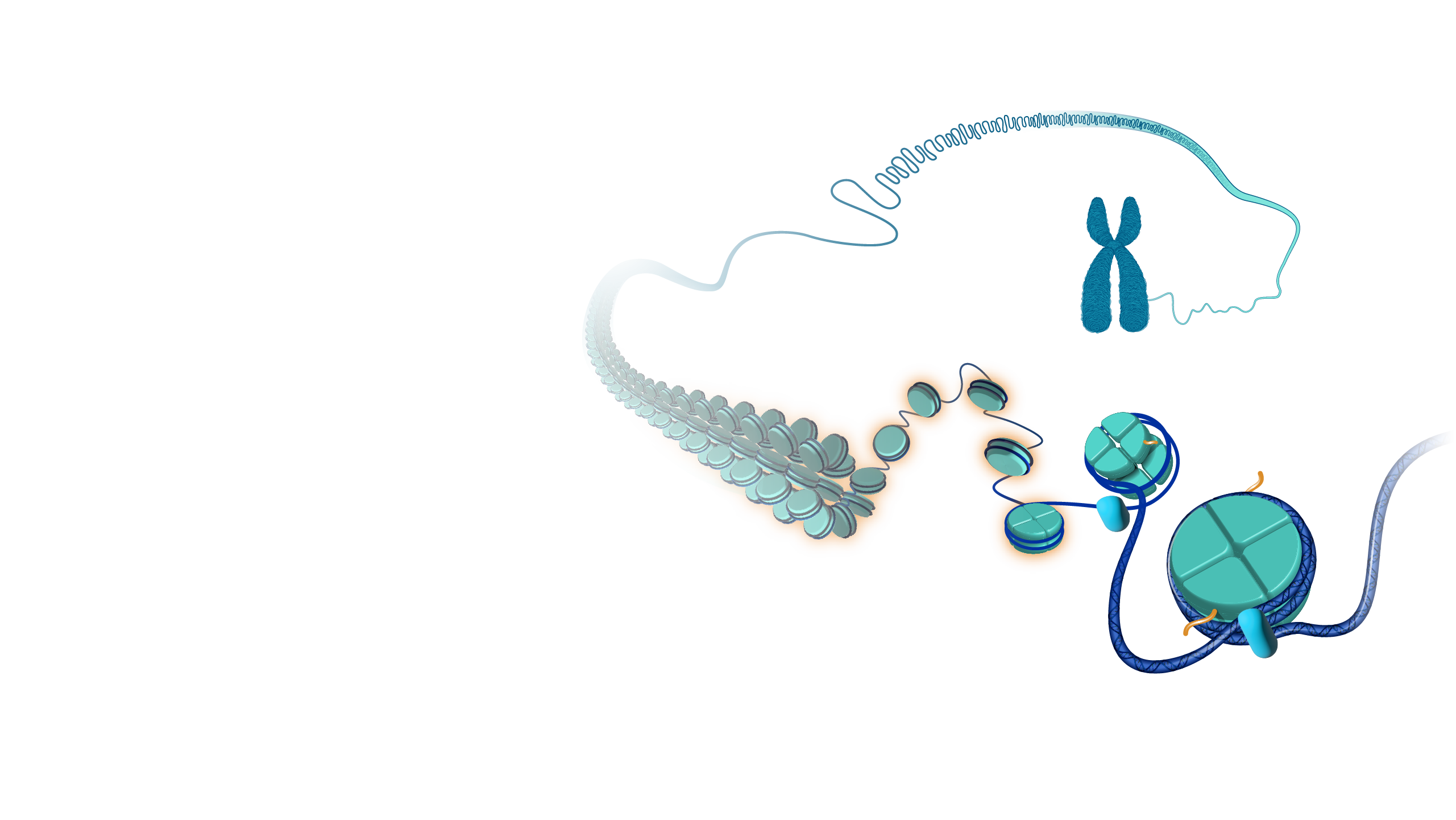 Nucleosome_hero