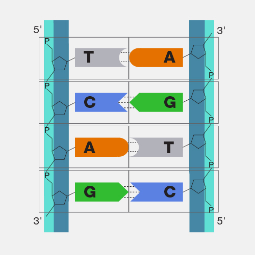 Nucleotide_dyn