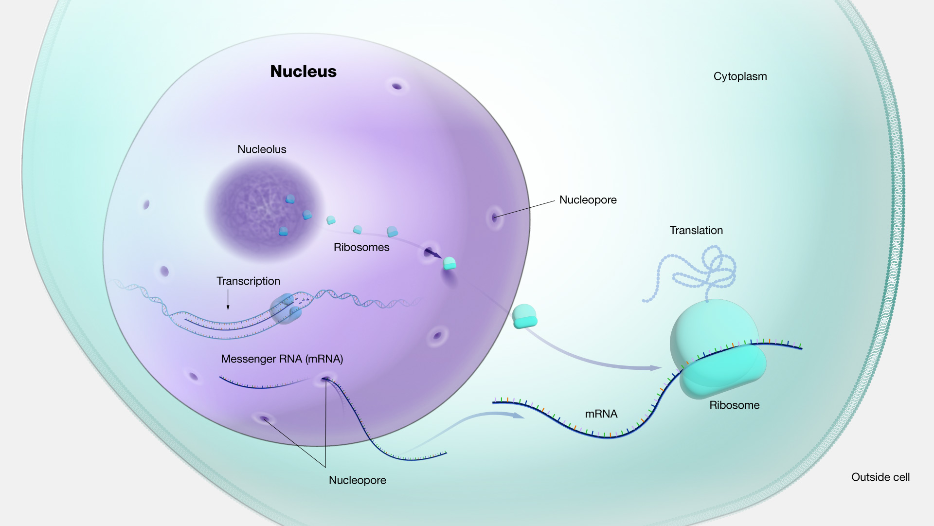 Nucleus