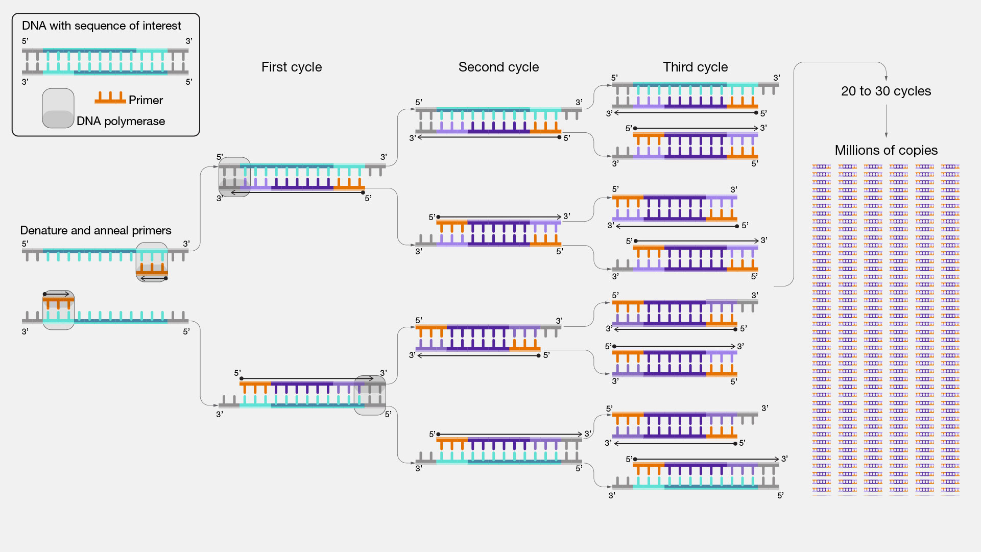  PCR