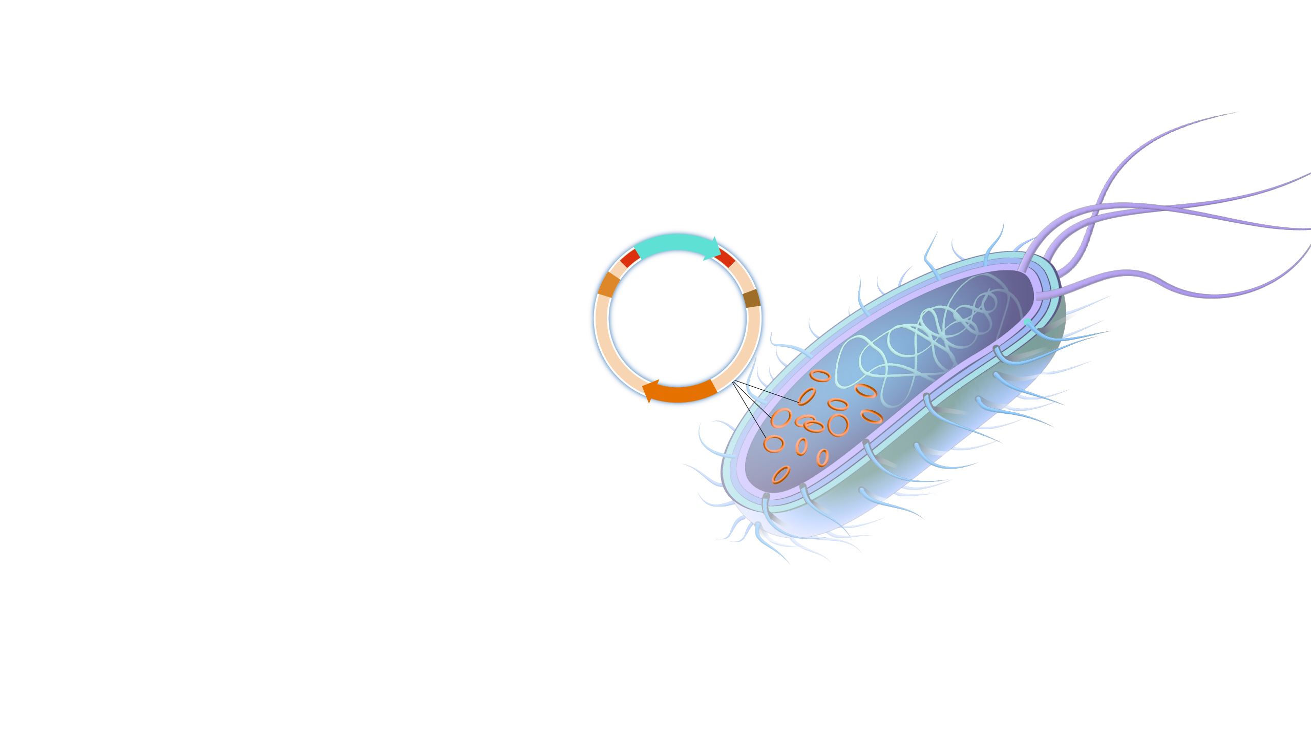 Plasmid