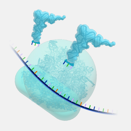 RIBONUCLEIC ACID (RNA)