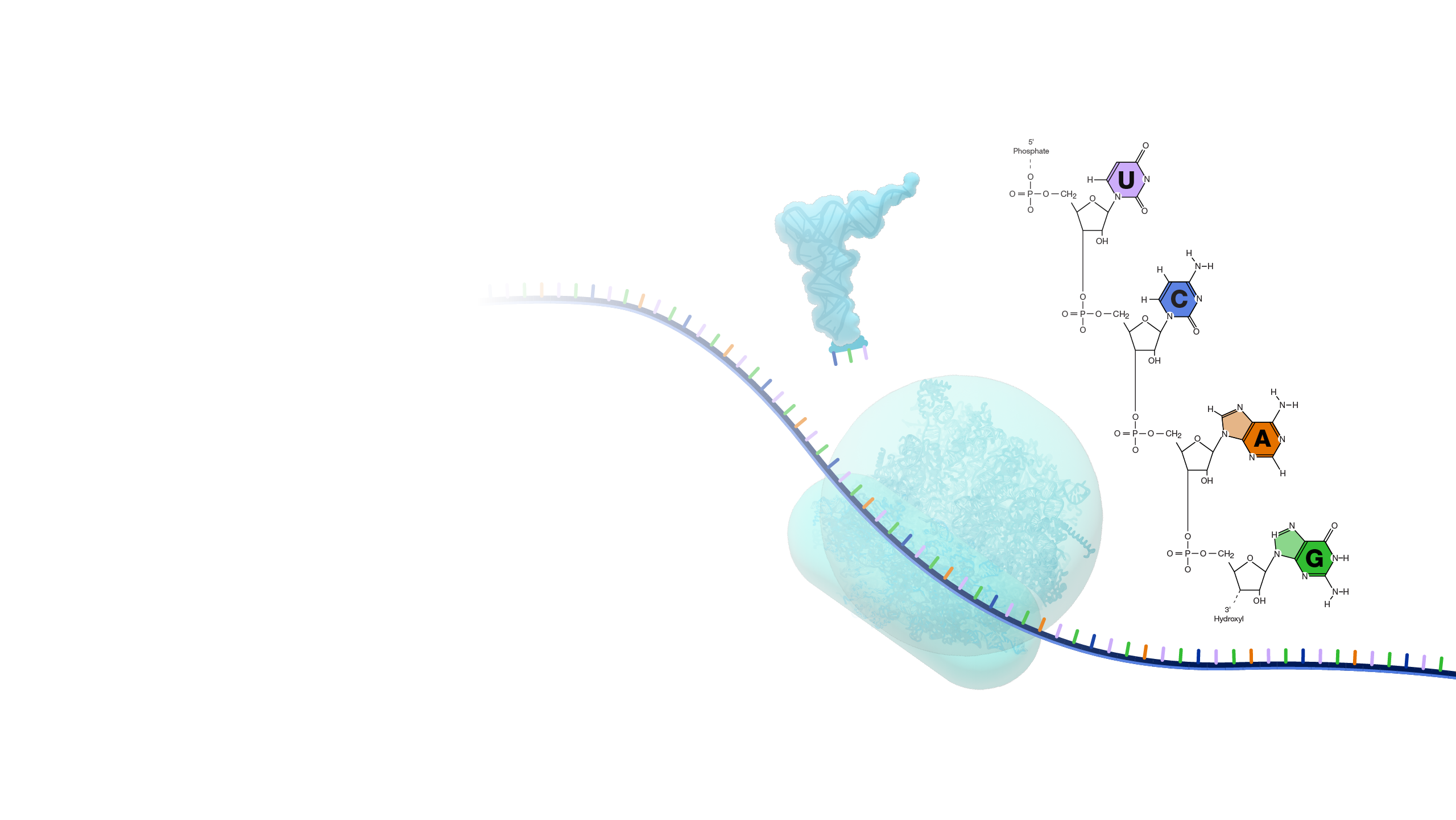 RNA