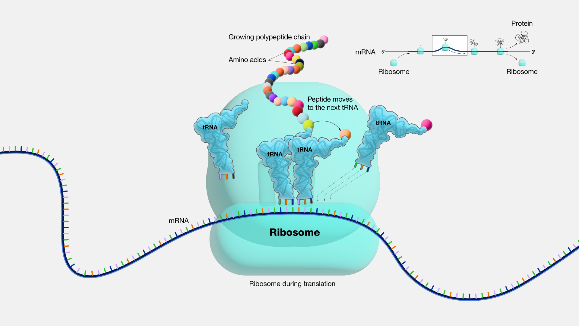 what are ribosomes