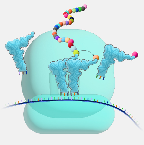 Ribosome_dyn