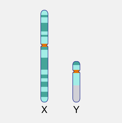 Sex Chromosome