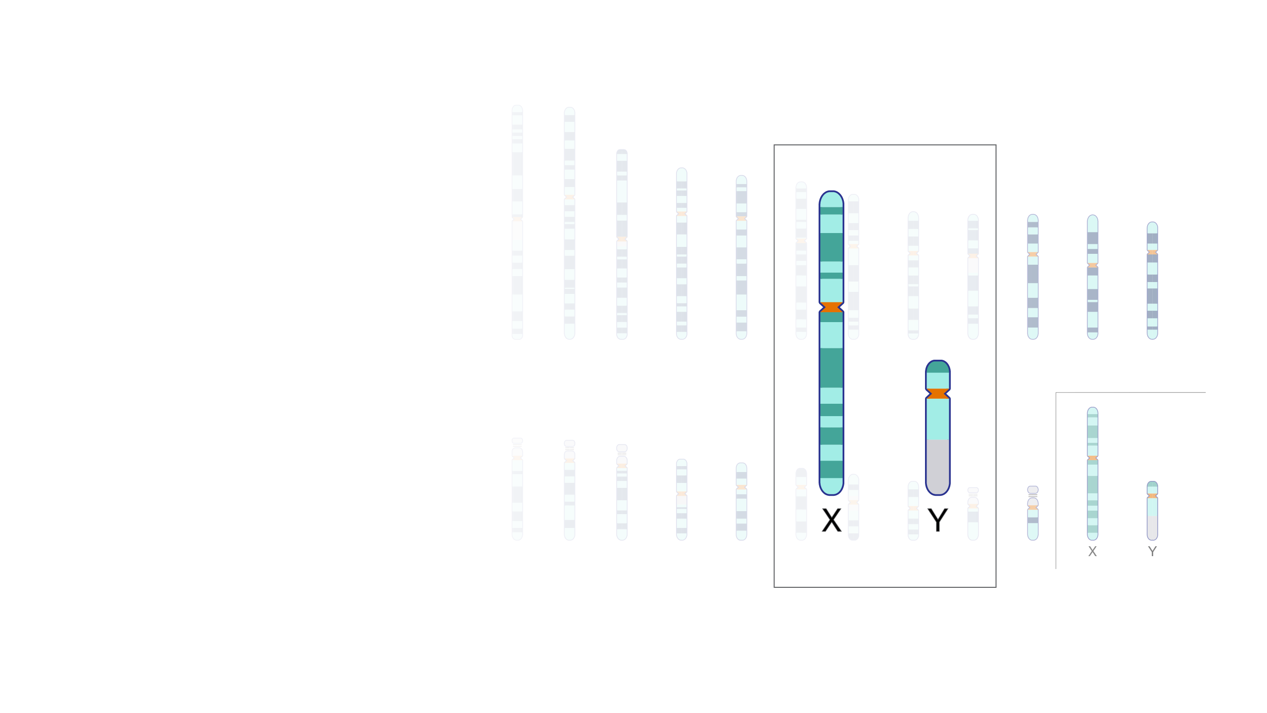 Sex-chromosomes_hero