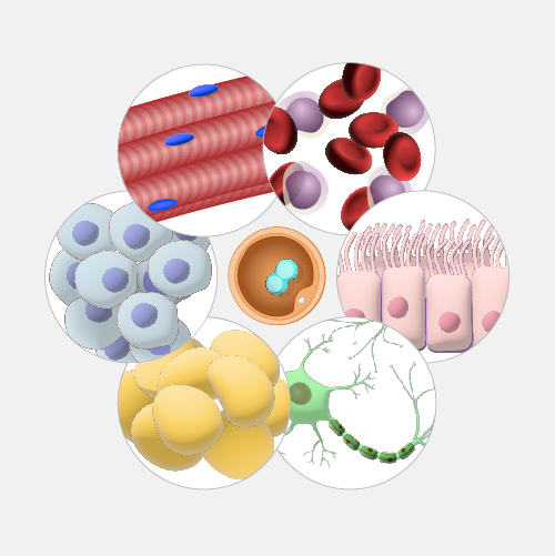 somatic cell diagram