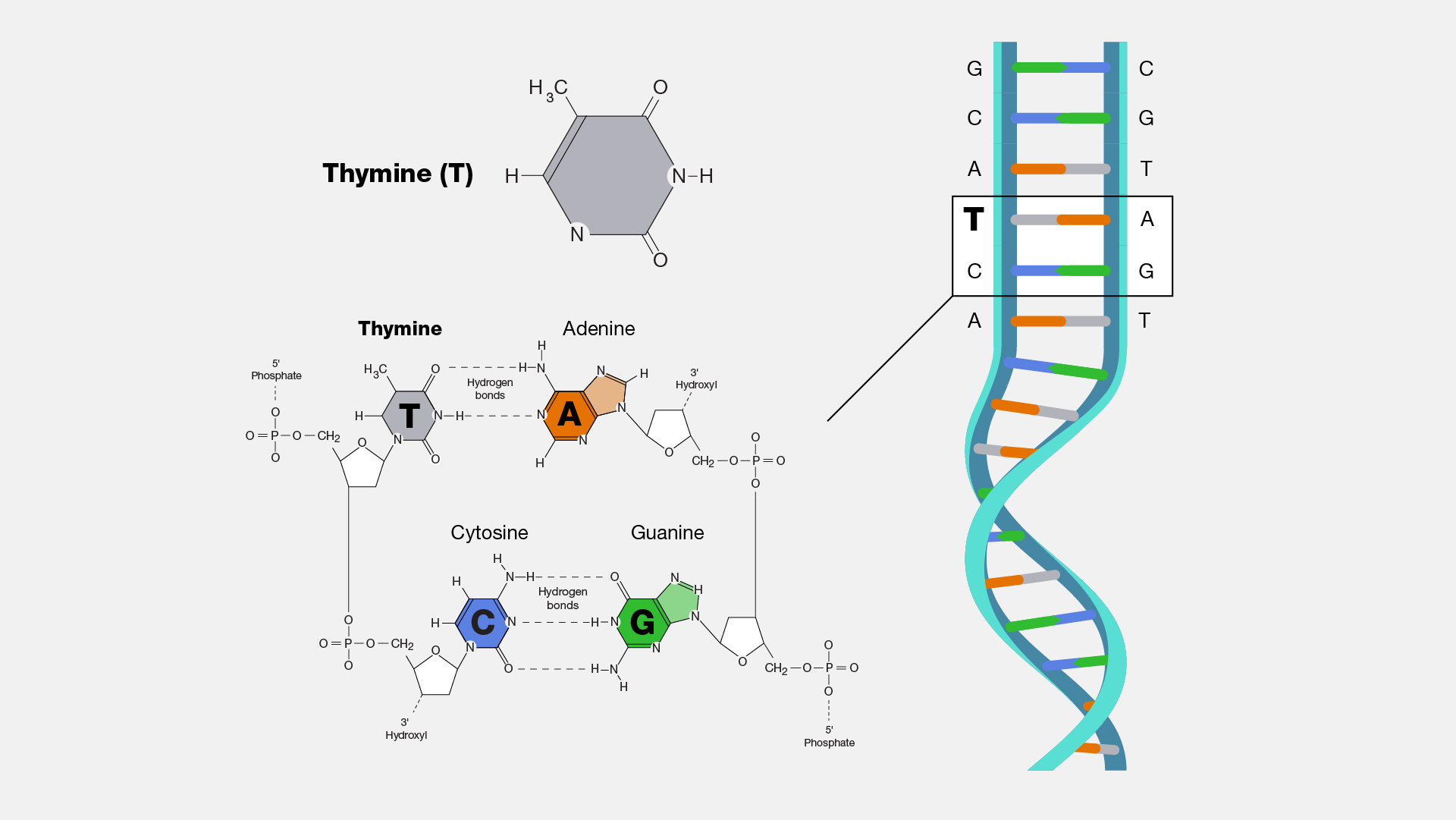  Thymine