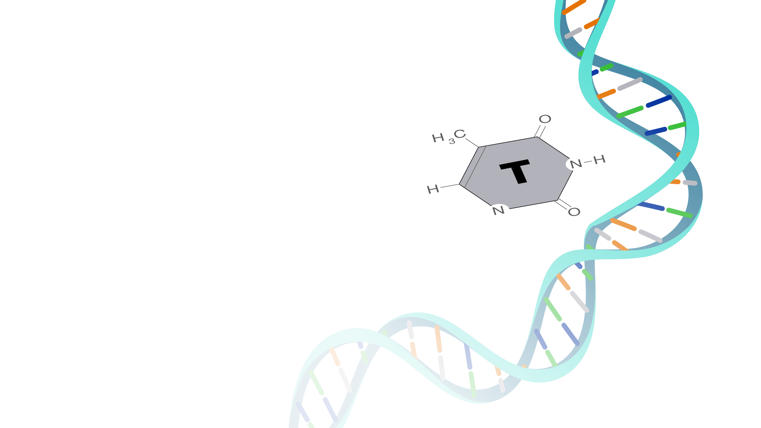 Thymine_hero