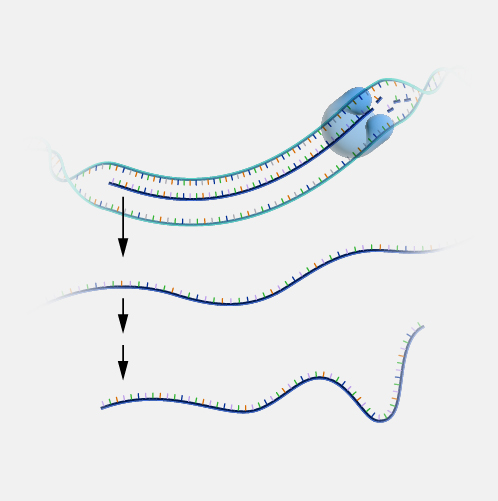 Transcription_dyn