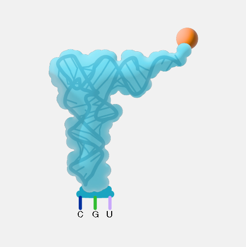 Transfer_RNA_dyn