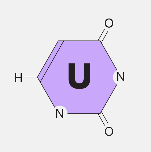 Uracil_dyn