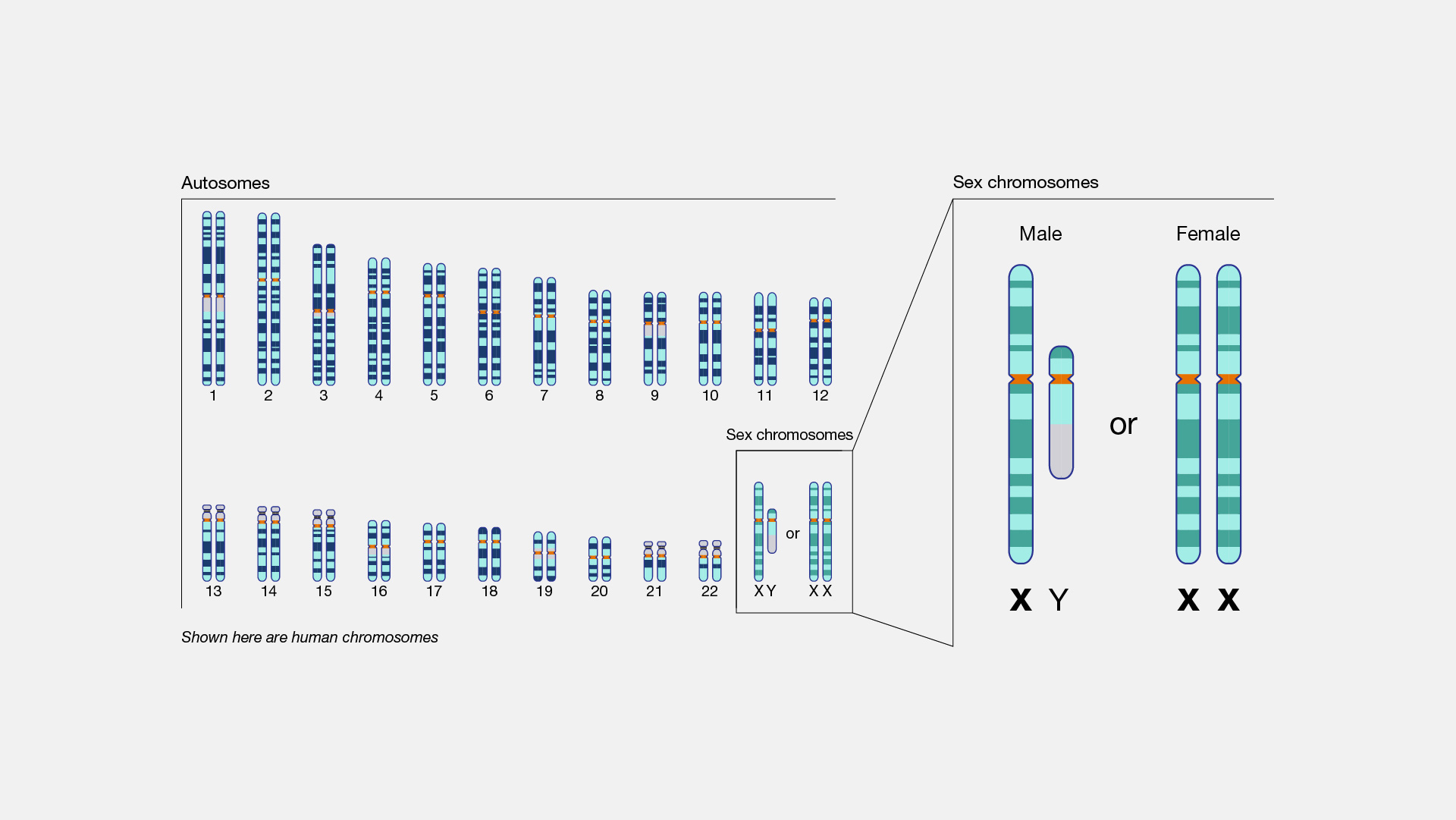  X-chromosome