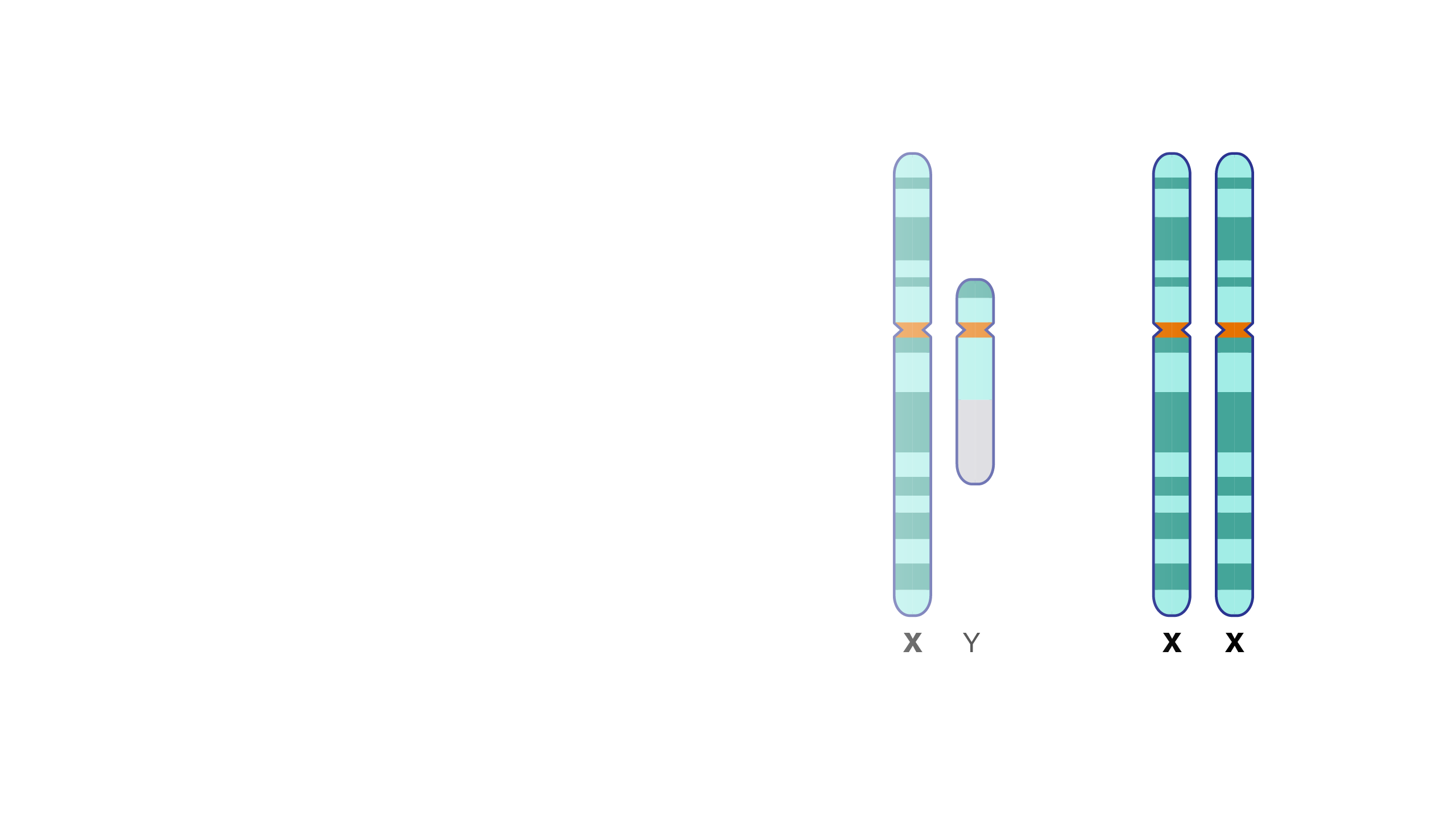 X Chromosome