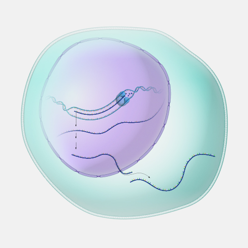 Messenger RNA (mRNA)
