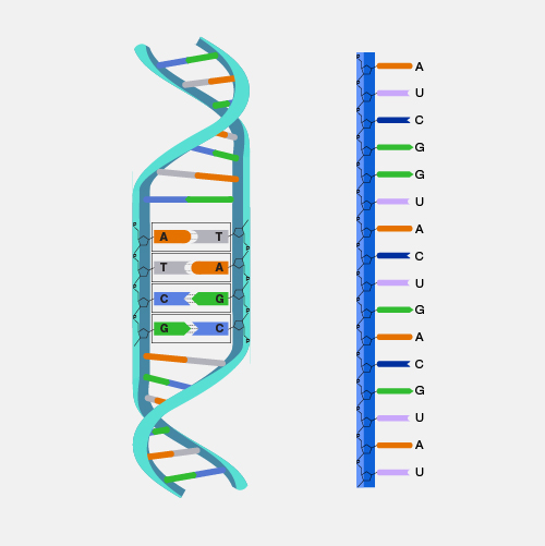 nucleic acid