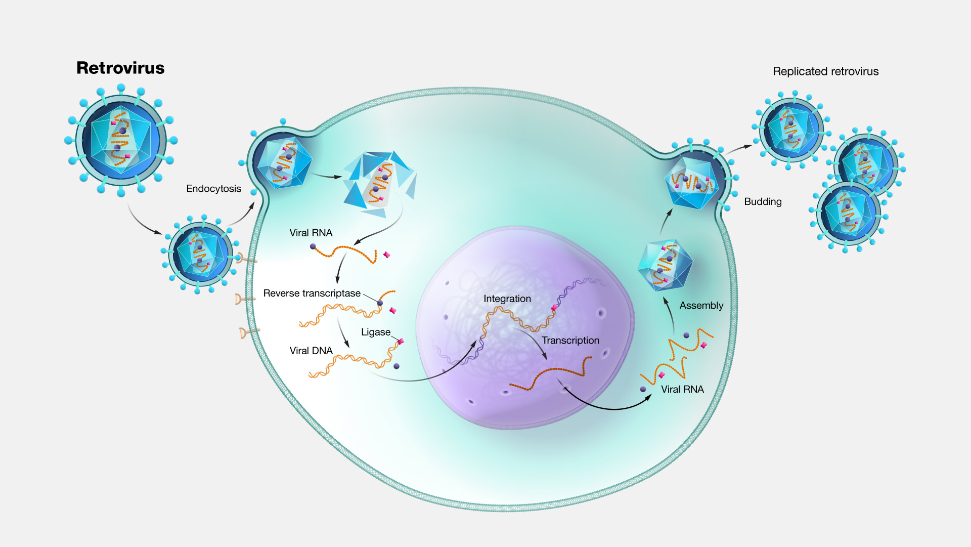  retrovirus