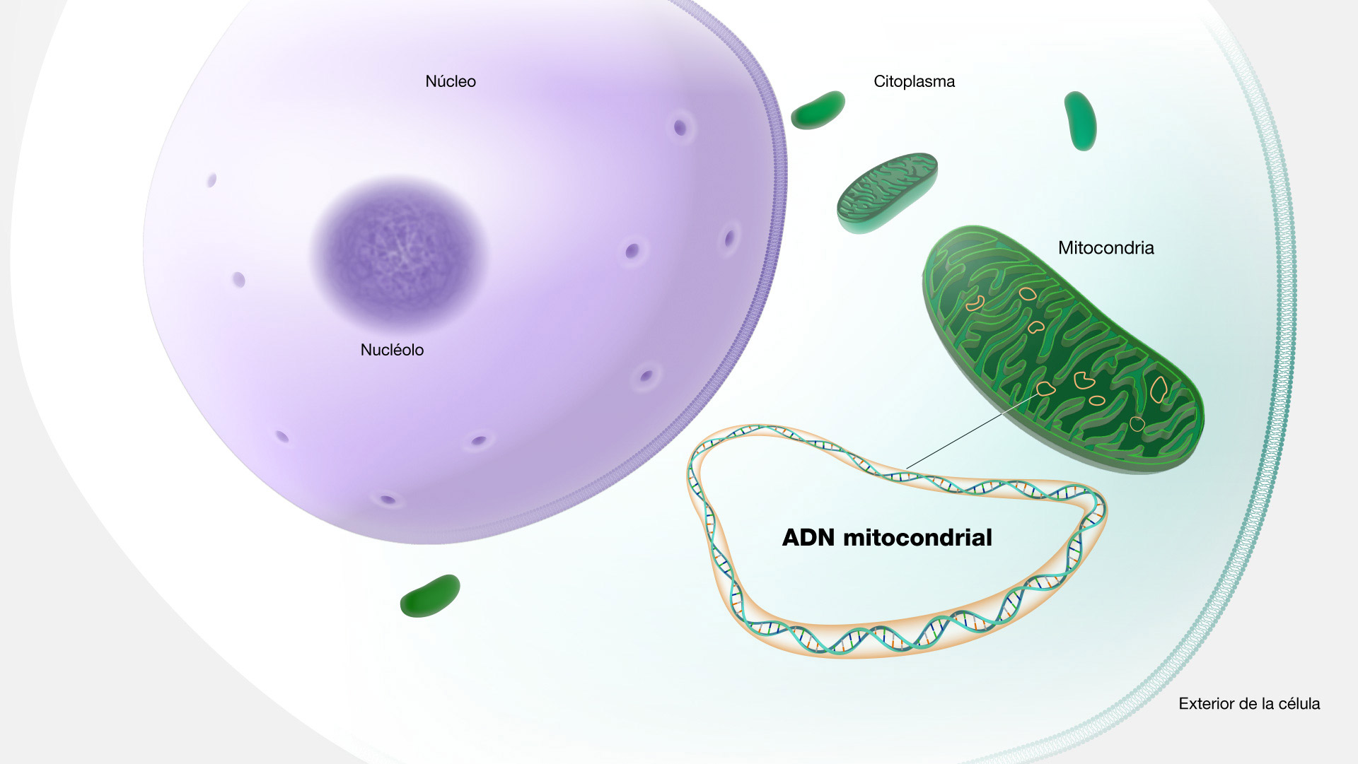 ADN mitocondrial