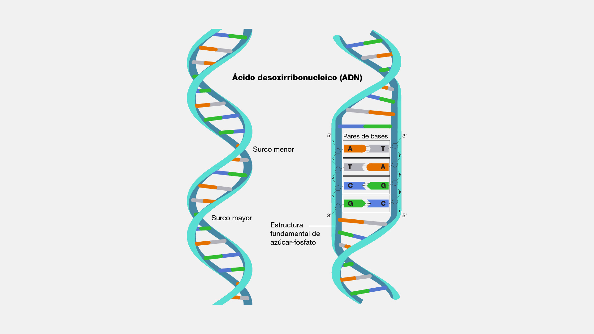 Arriba 85+ imagen modelo de doble hélice del adn