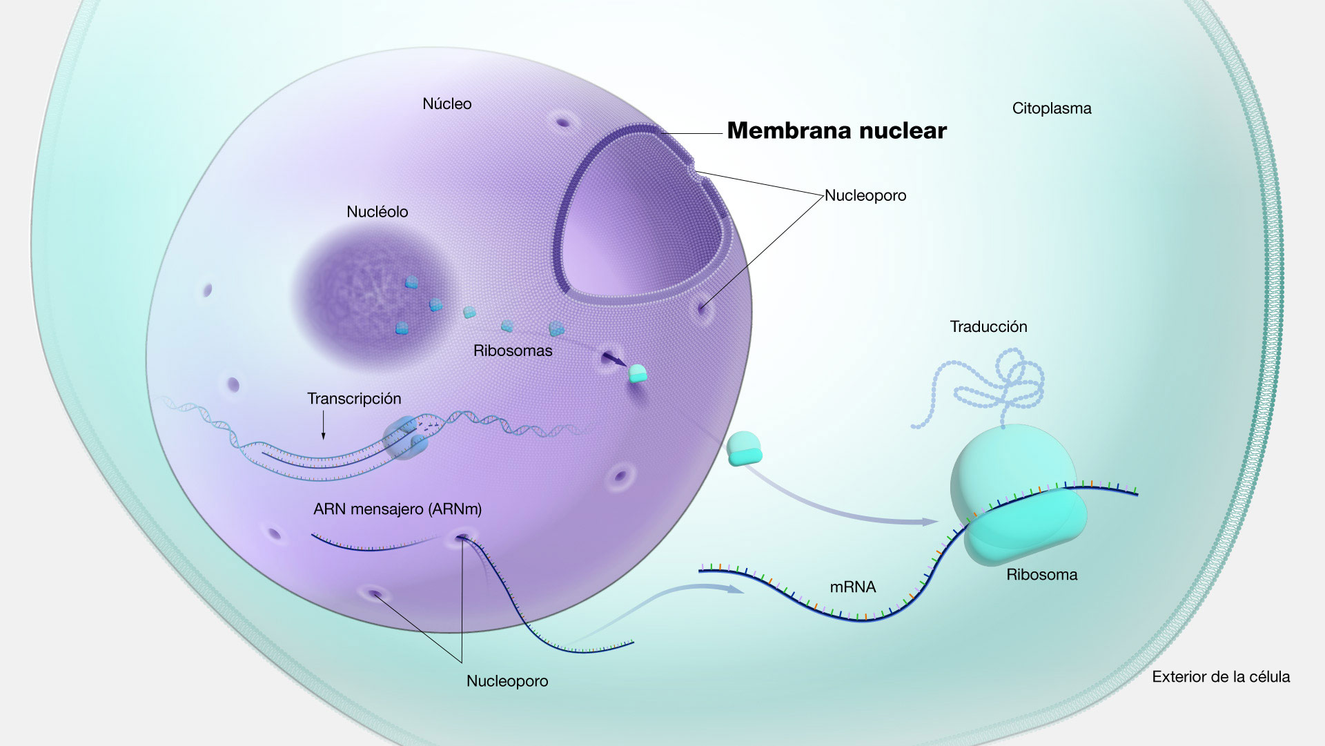 Membrana nuclear