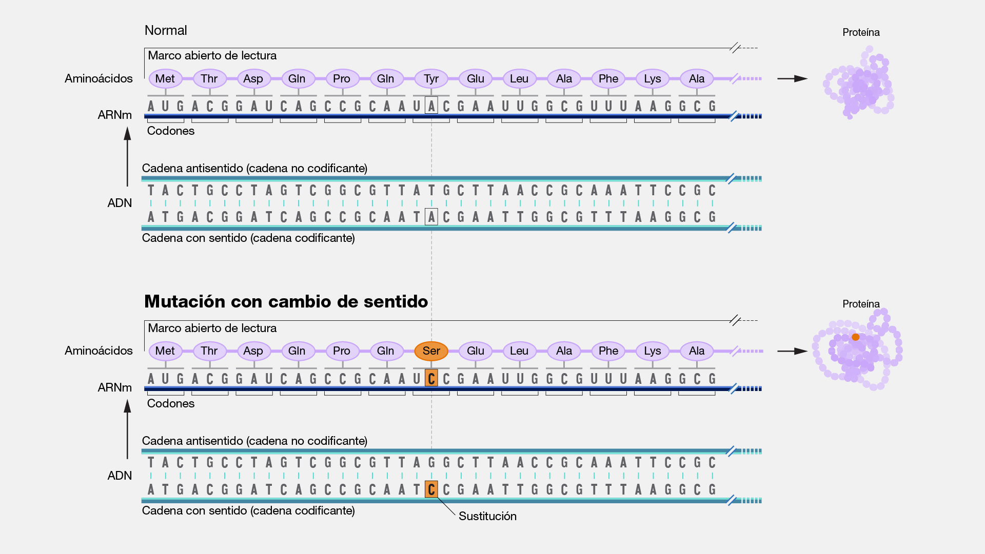 Mutación con cambio de sentido