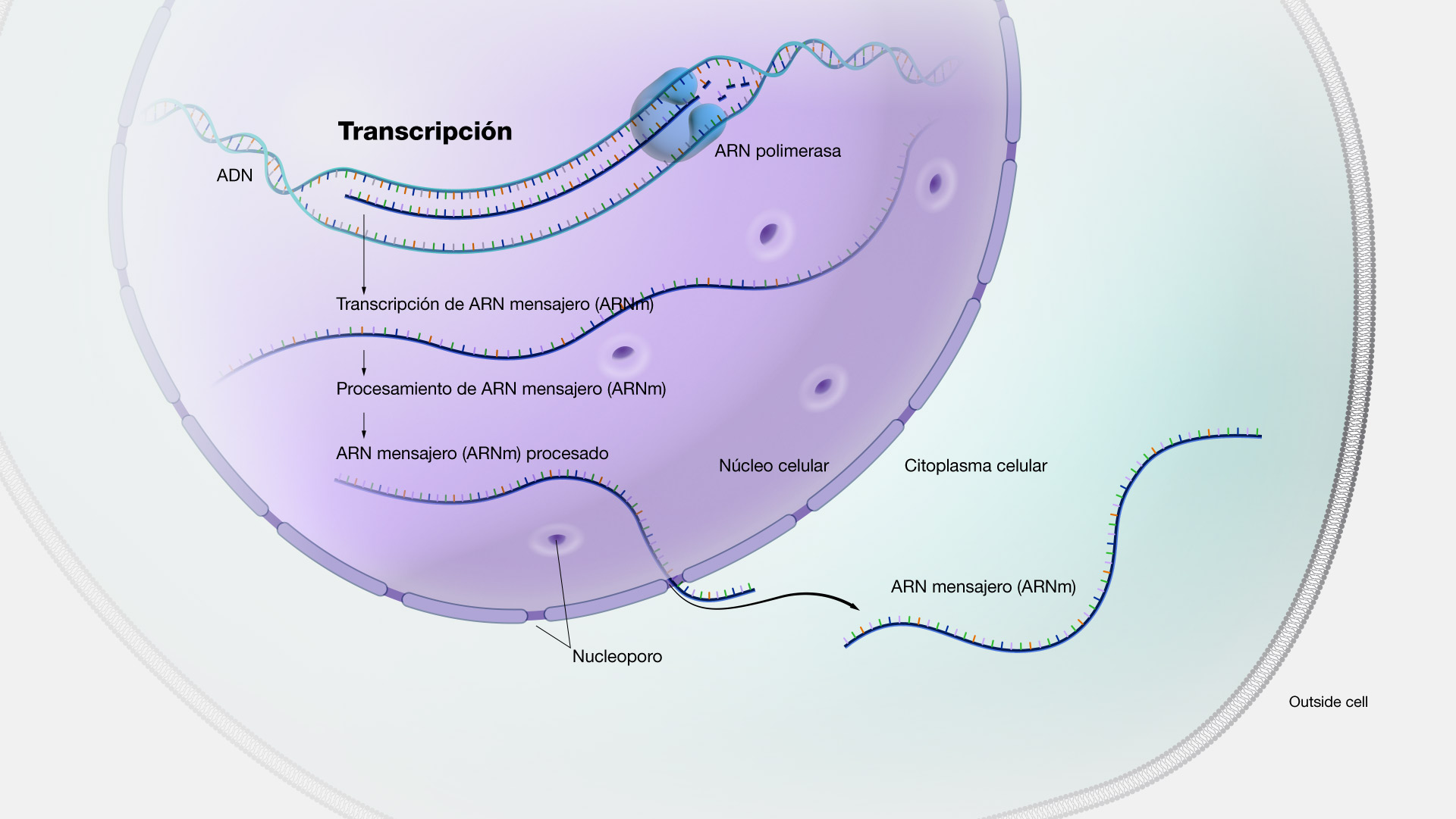 Transcripción Transcripción