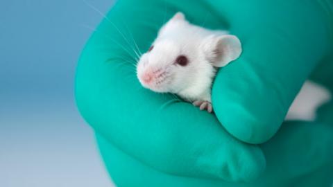 lab mouse in a gloved hand