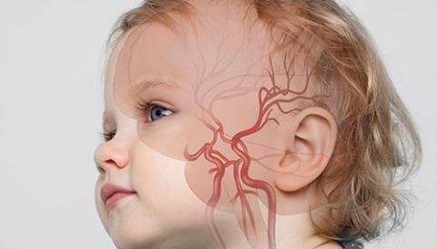 Blood vessels inside of a child