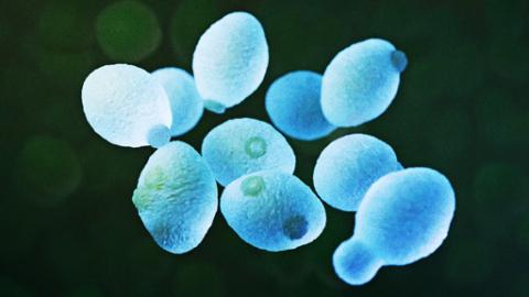 Yeast toxins