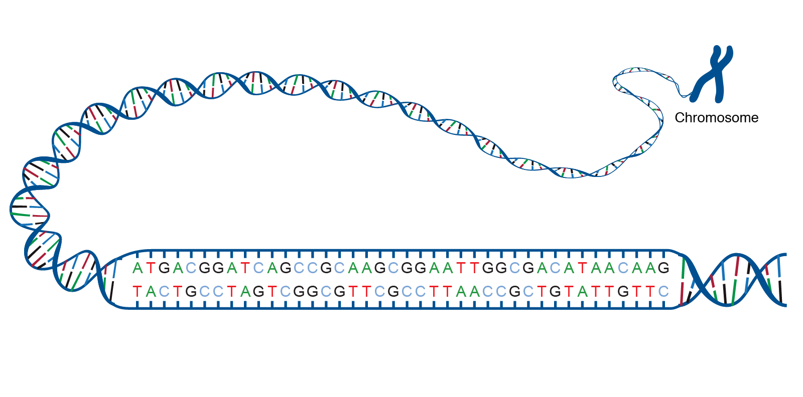 gene dna sequence