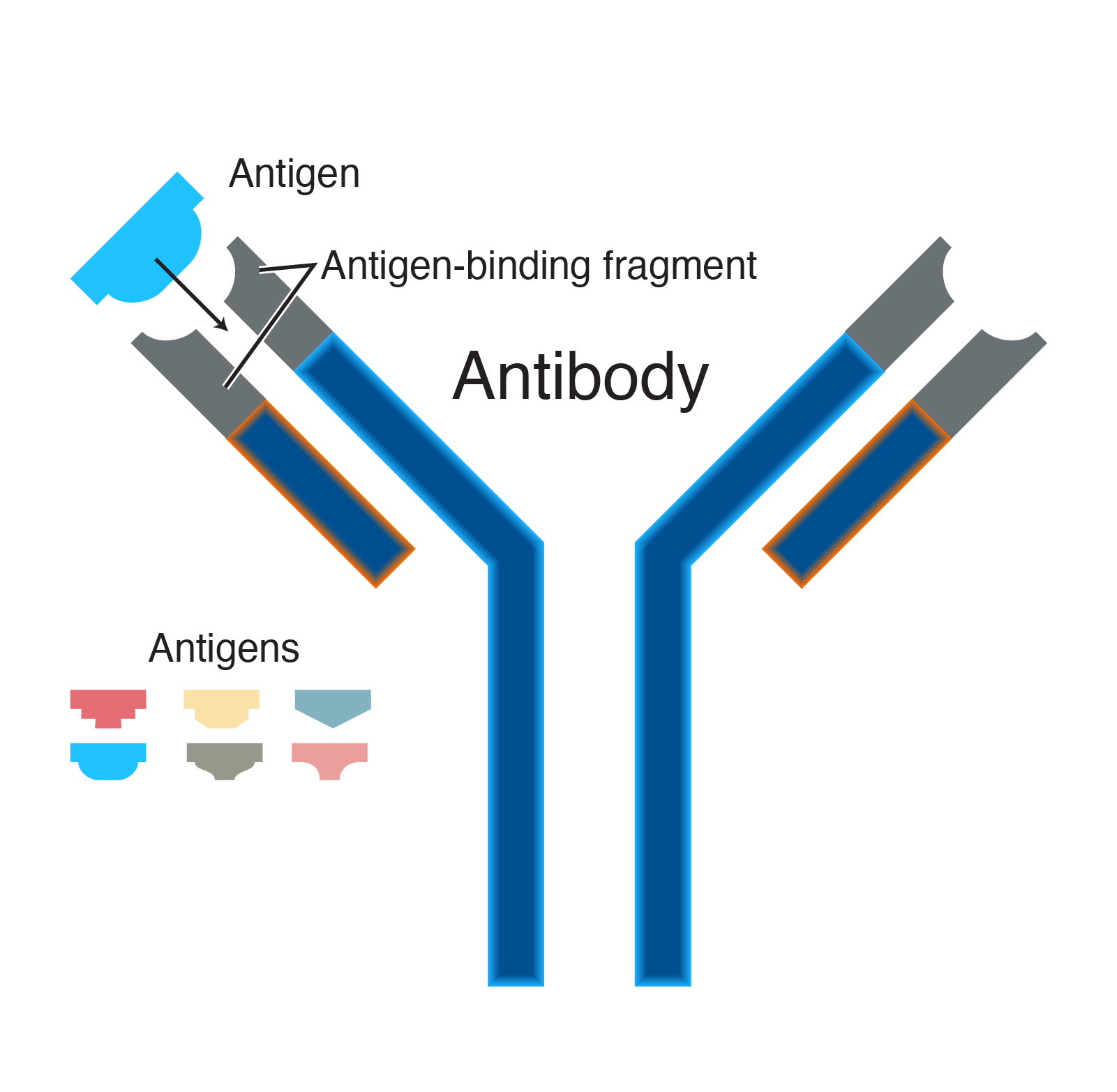 antibody