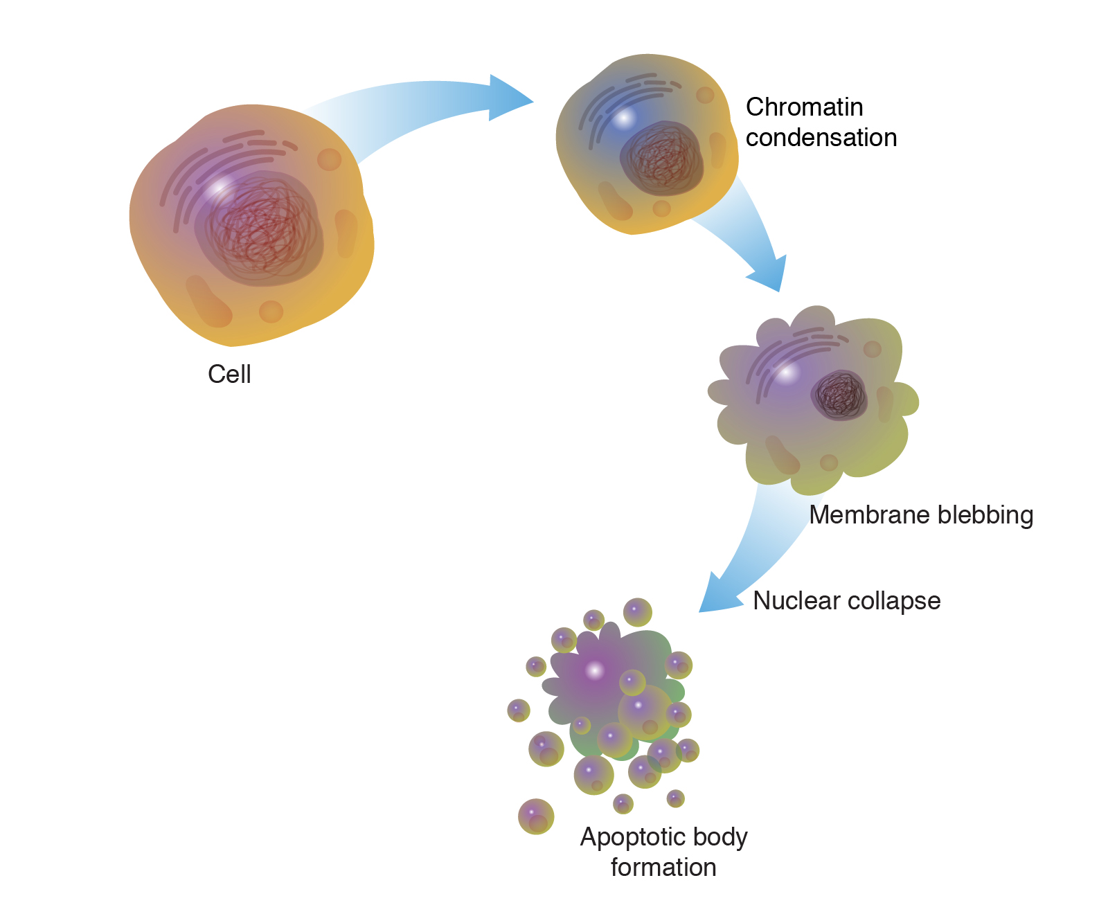 Cell Deatch Visualisation Apoptosis