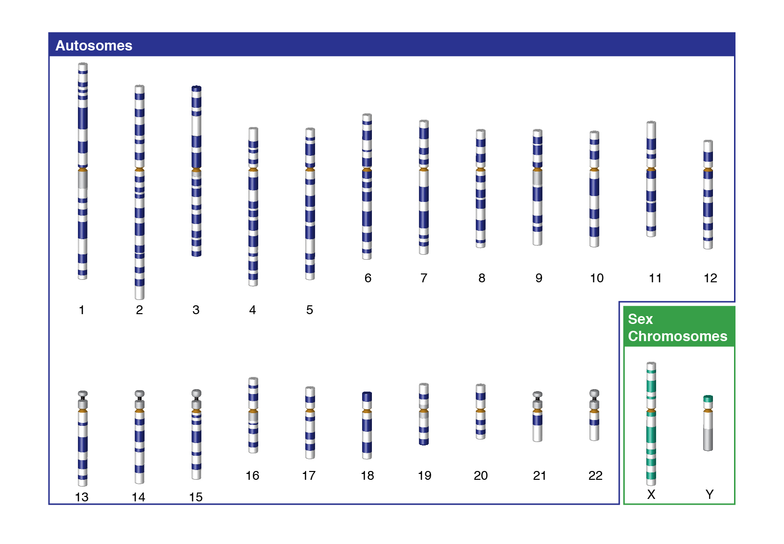 karyotypes