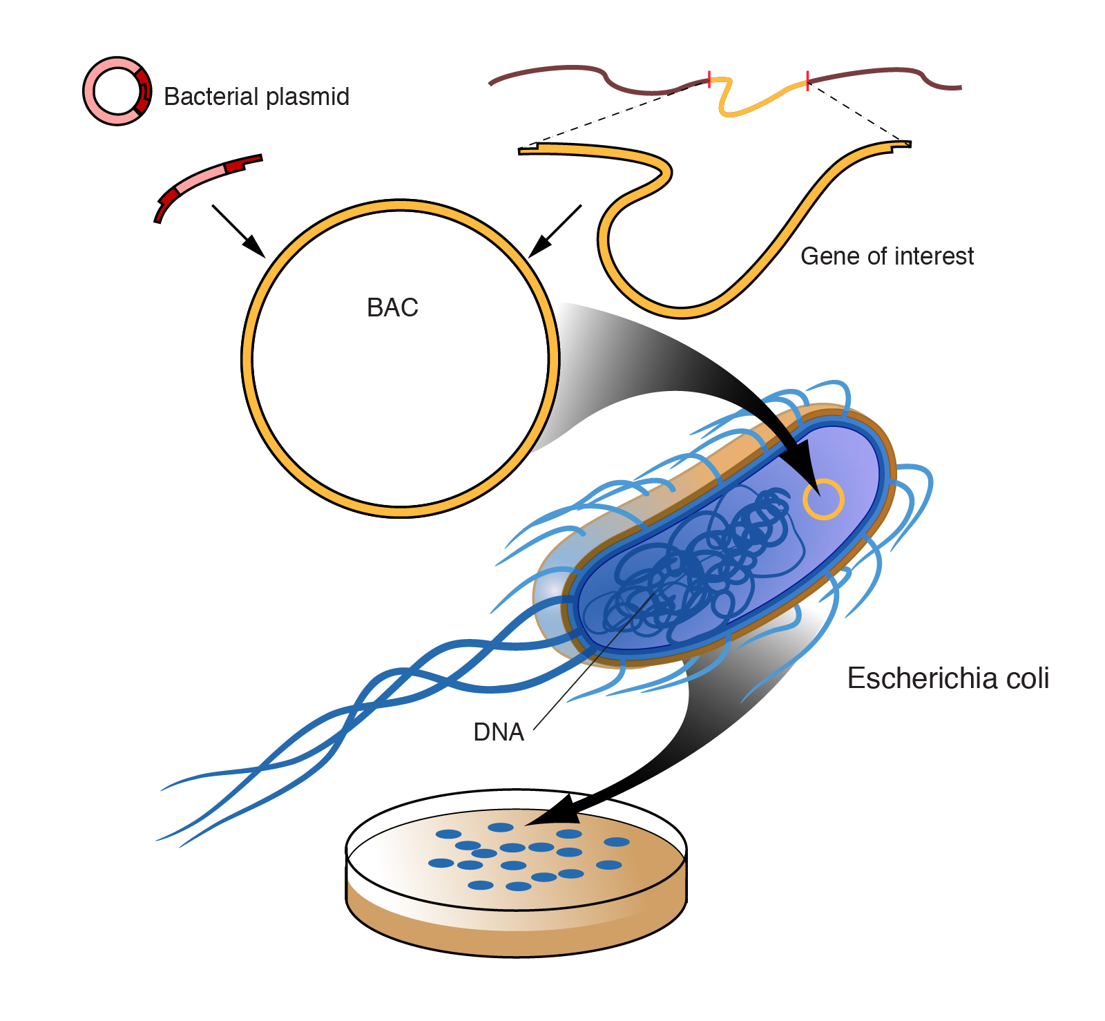 bac_bacterial_artificial_chromosome