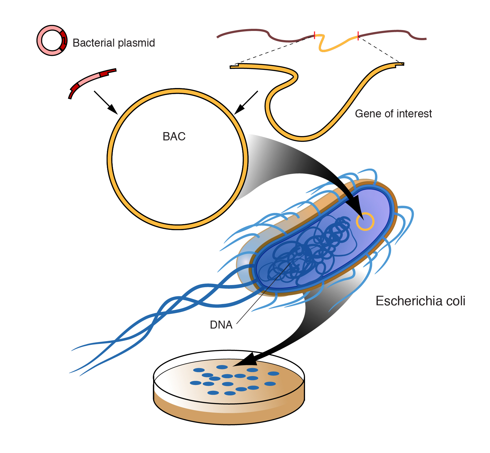  bac_bacterial_artificial_chromosome