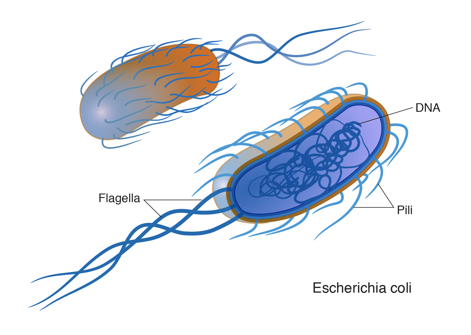 types of bacterial cells