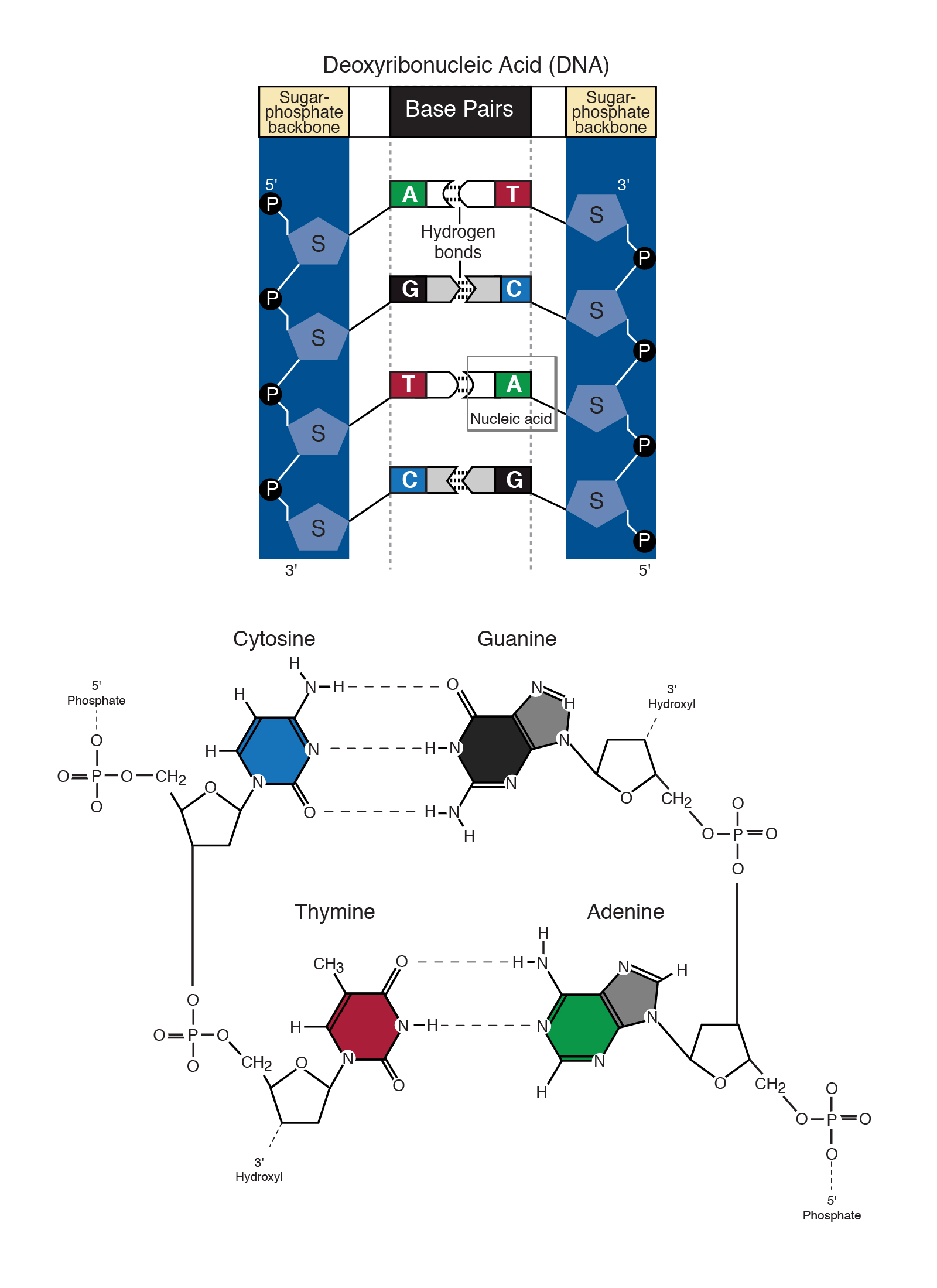 What Molecules Make Up The Sides Of The Dna Ladder Mugeek Vidalondon