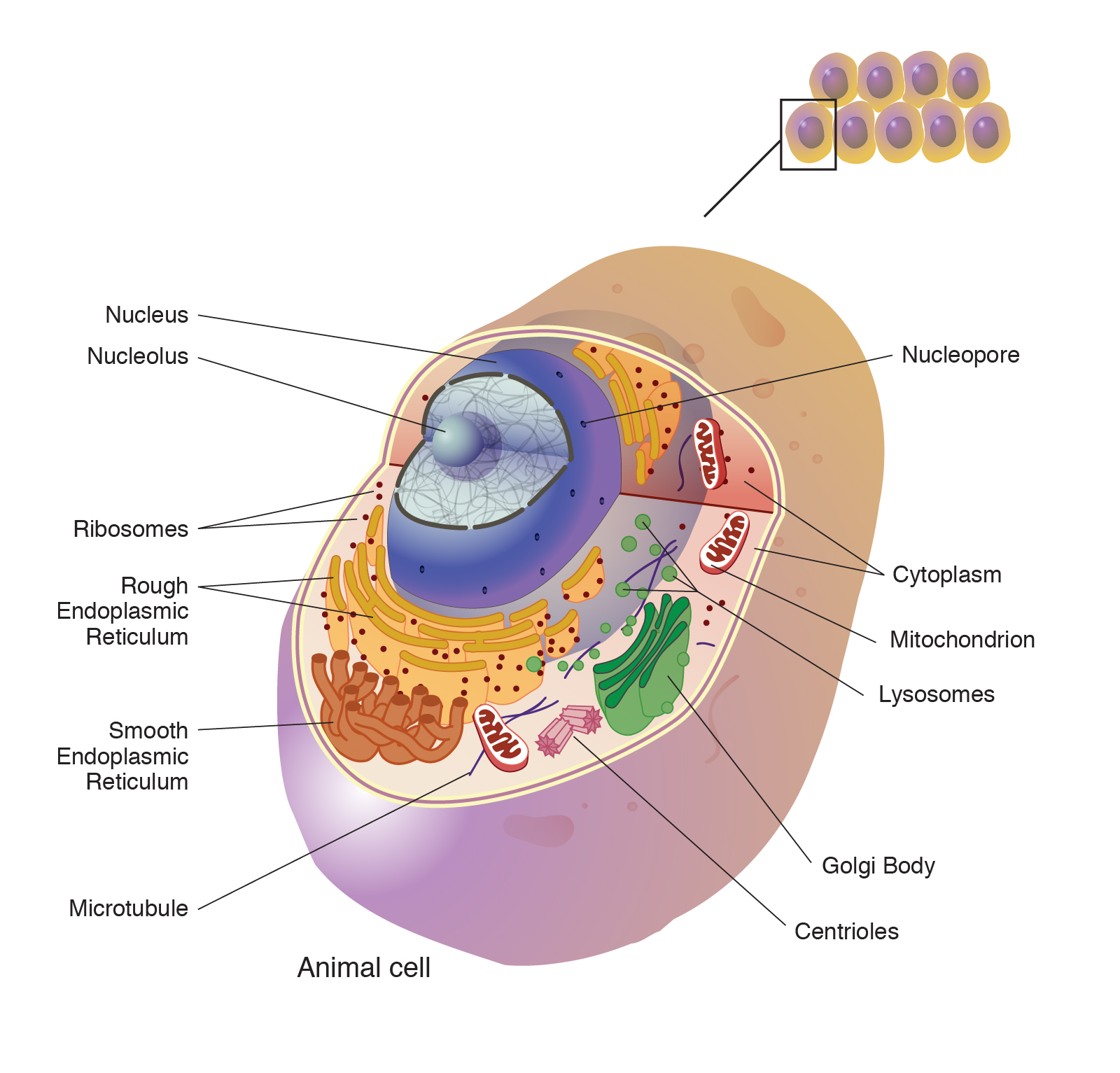 cell wall animal cell