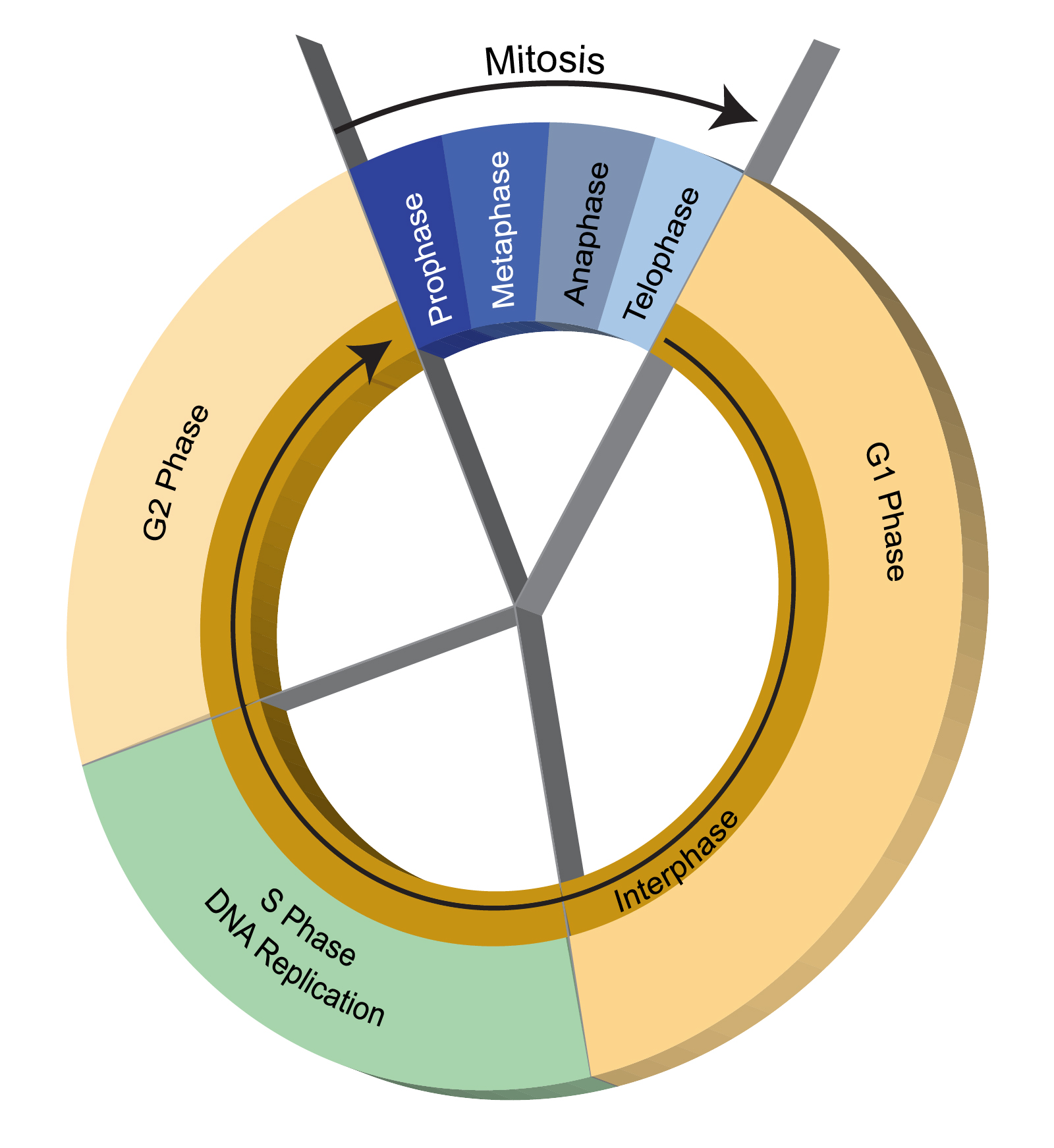 List 100+ Images pictures of the cell cycle Full HD, 2k, 4k