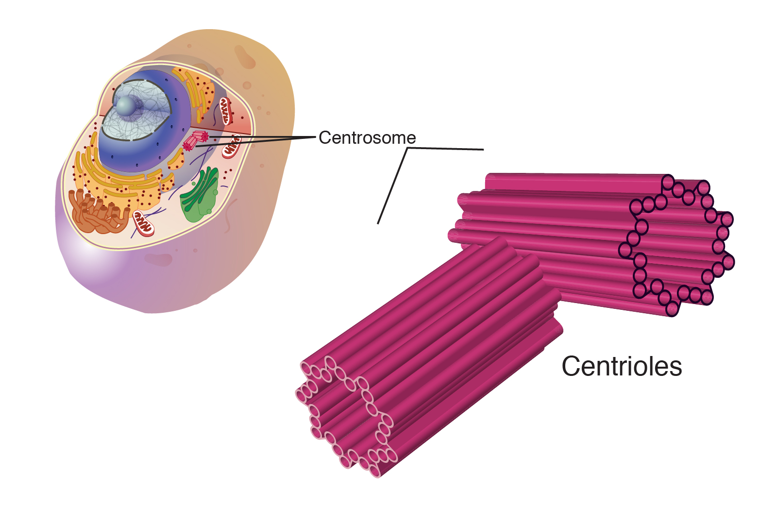  centriole