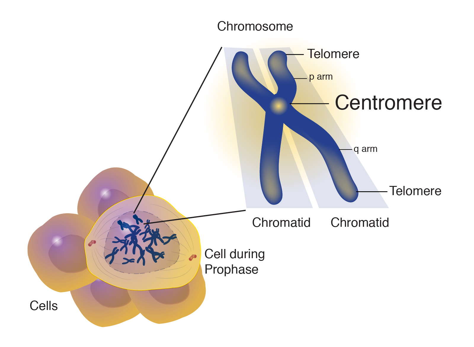 Image result for centromere