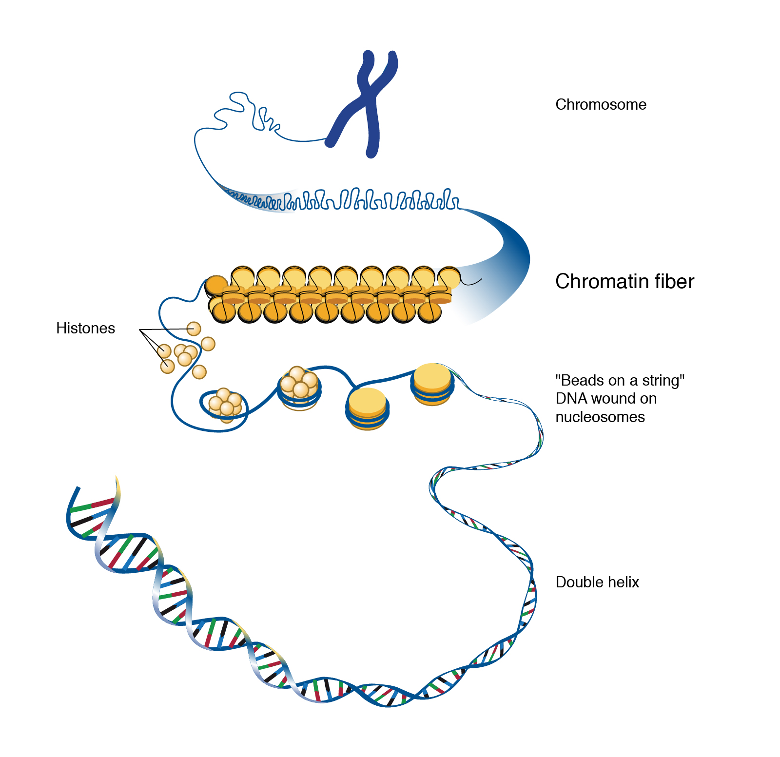 Chromatin