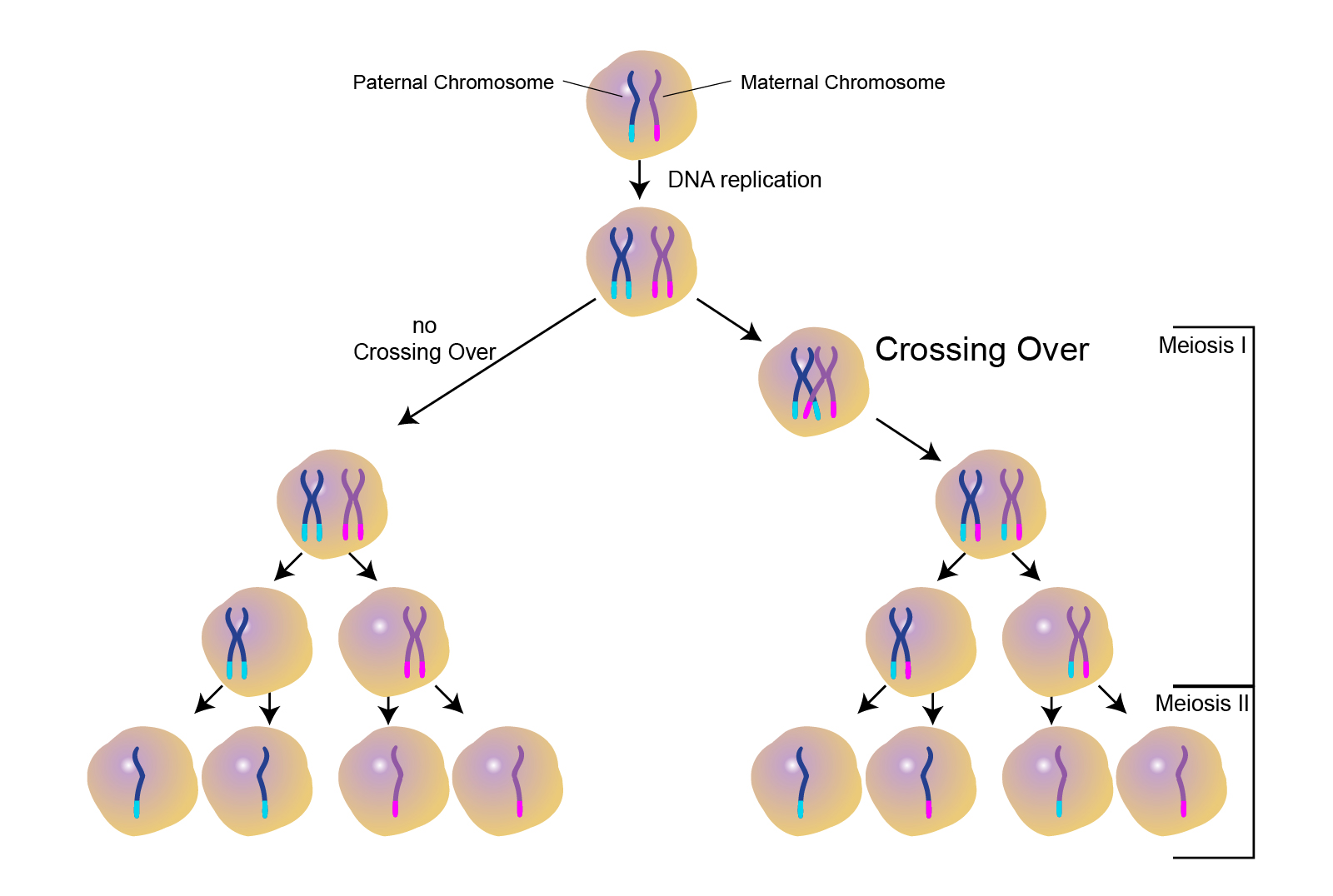Crossing Over | Talking Glossary of Genetic Terms | NHGRI