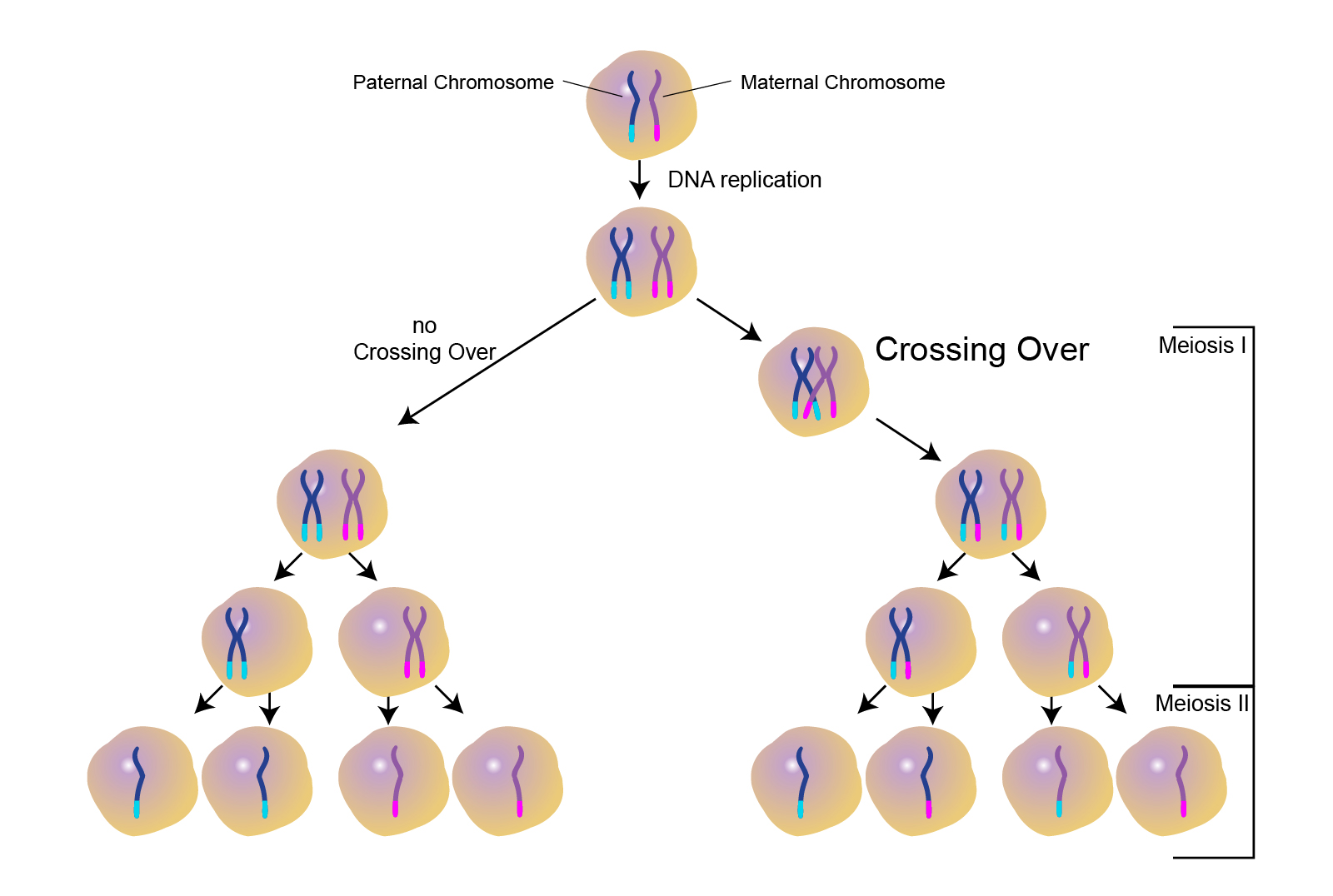 Meiosis Terminology Answers 6 4 Meiosis Teacher S Preparation Notes