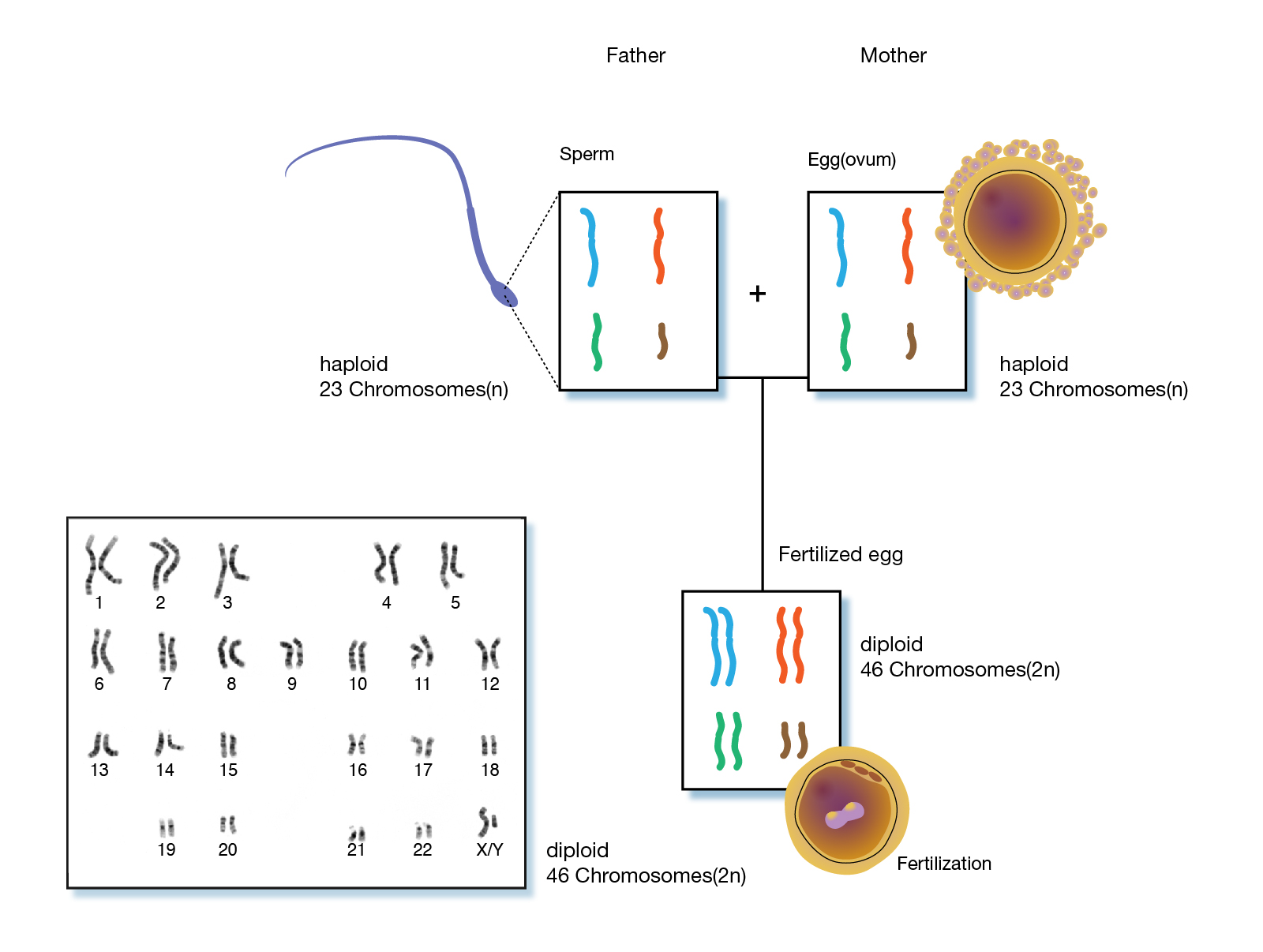 56 Best Of Which Of The Following Tissue Cells Have 