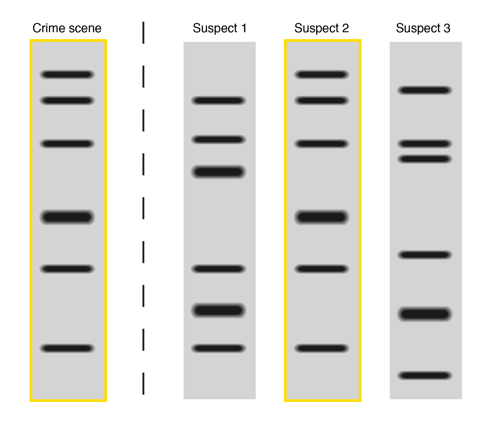 dna-fingerprinting-dna-biotechnologies