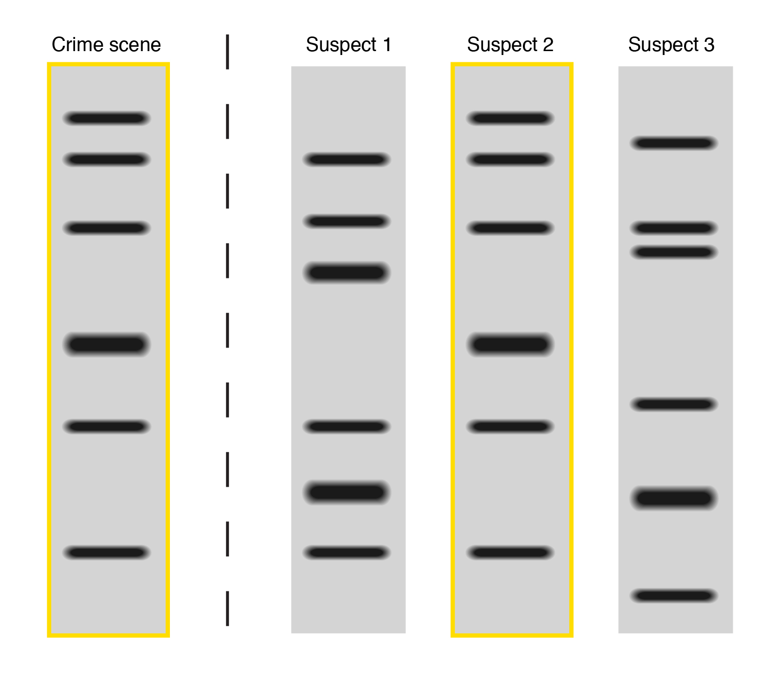 DNA Fingerprinting